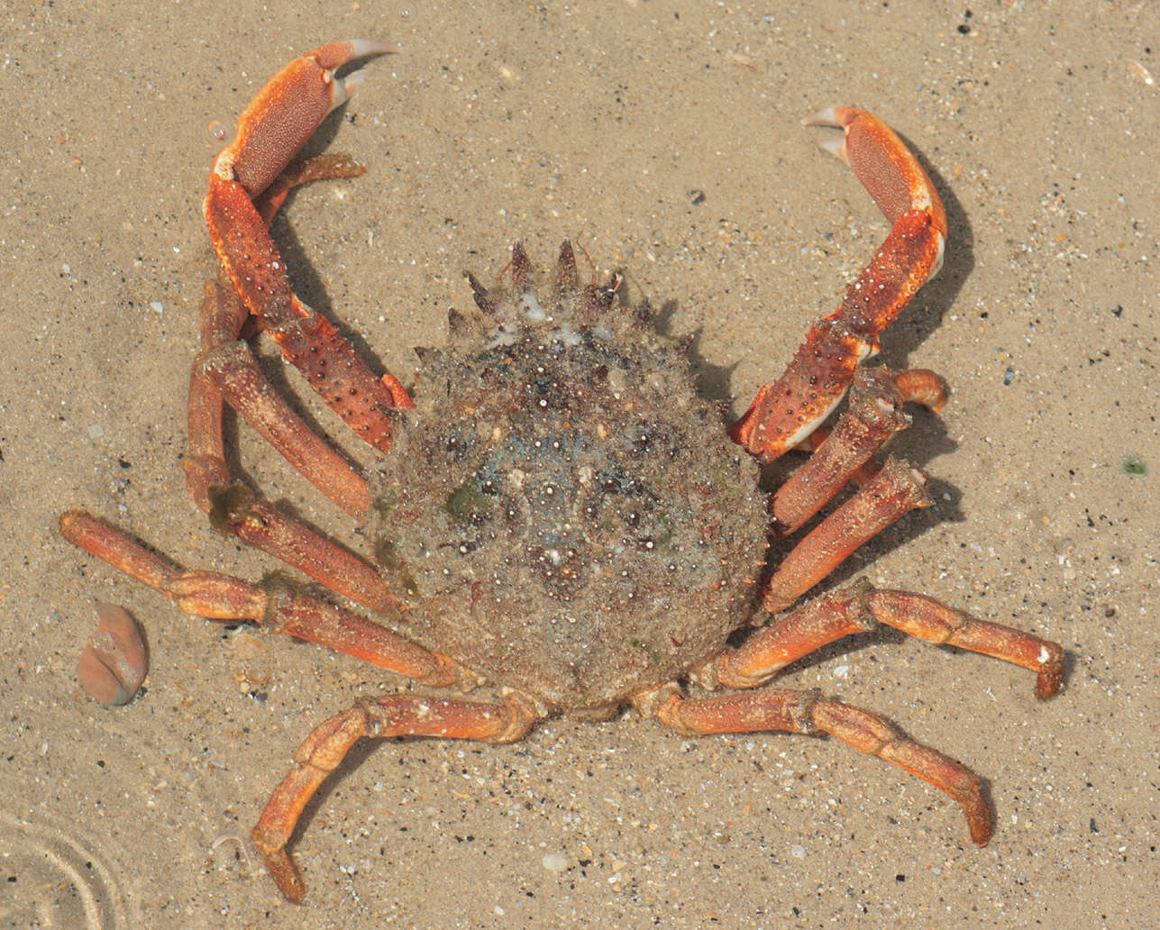 Image de araignée de l'Atlantique