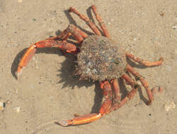 Image of Atlantic spider crab