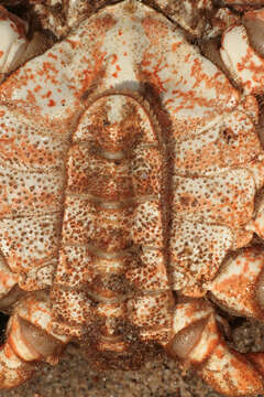 Image of Atlantic spider crab