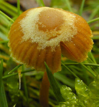 Image of Galerina vittiformis (Fr.) Singer 1950