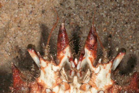 Image of Atlantic spider crab