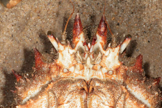 Image of Atlantic spider crab