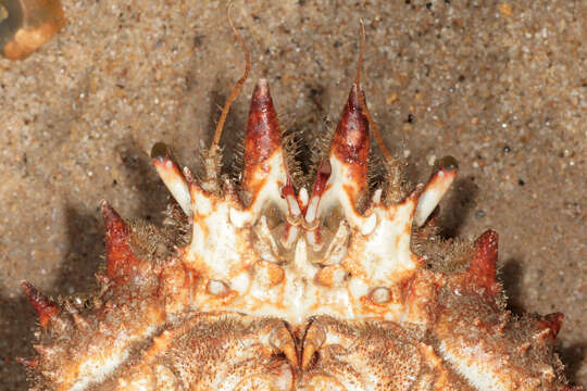 Image of Atlantic spider crab