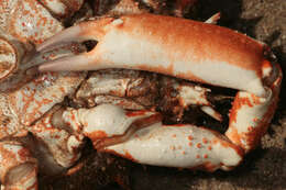 Image of Atlantic spider crab