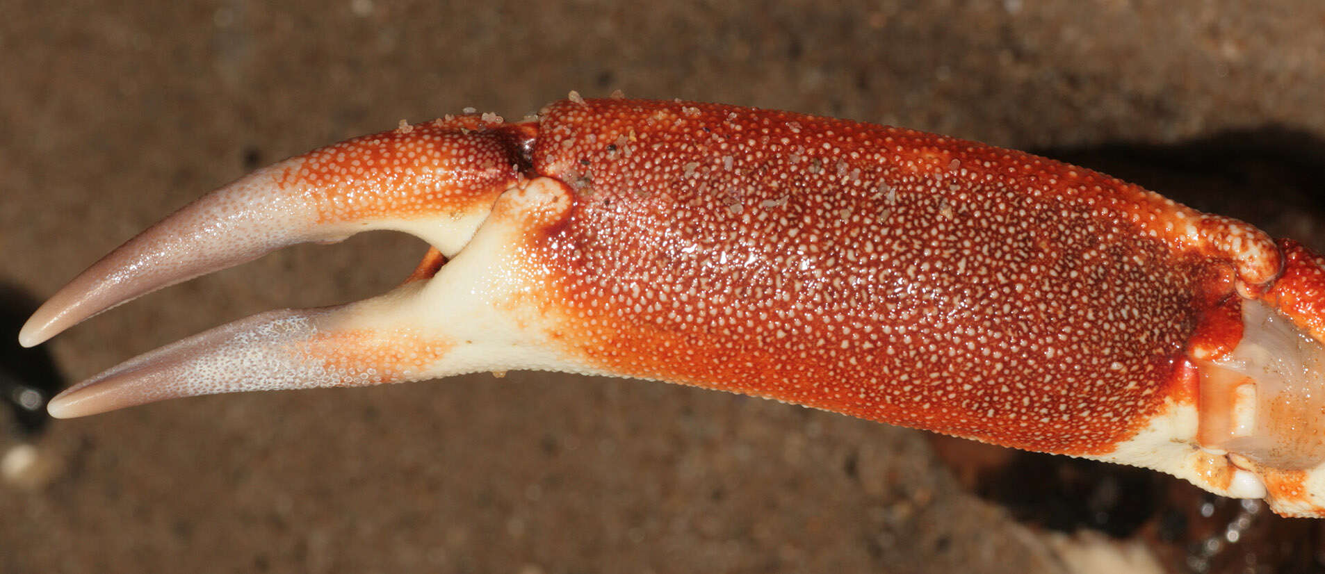 Image of Atlantic spider crab