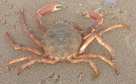 Image of Atlantic spider crab