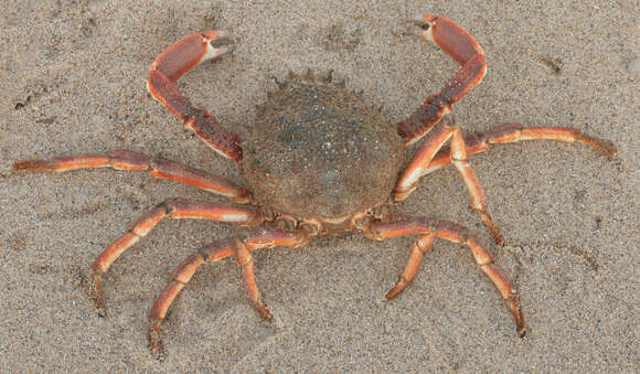 Image of Atlantic spider crab