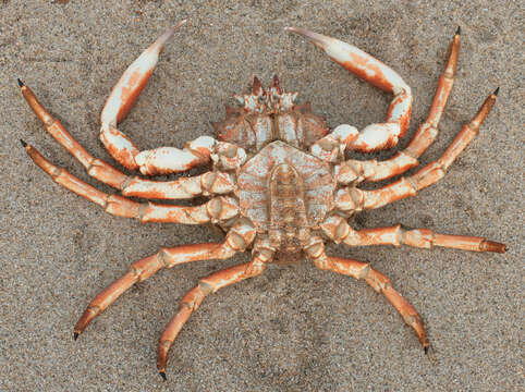 Image of Atlantic spider crab