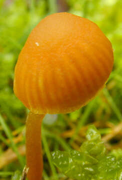 Image de Galerina vittiformis (Fr.) Singer 1950