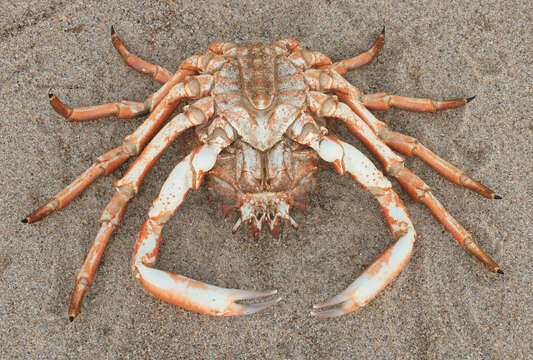 Image of Atlantic spider crab