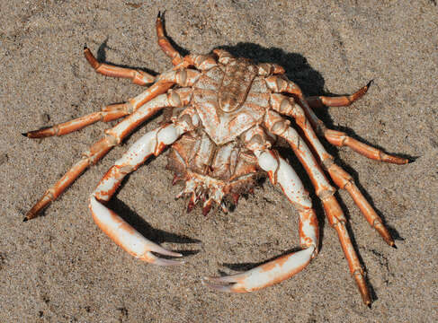 Image of Atlantic spider crab