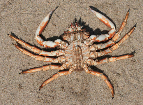 Image of Atlantic spider crab