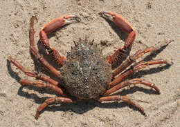 Image of Atlantic spider crab