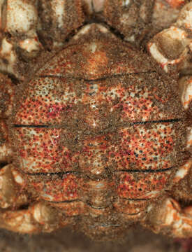 Image of Atlantic spider crab