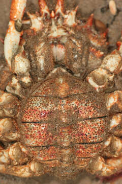 Image of Atlantic spider crab