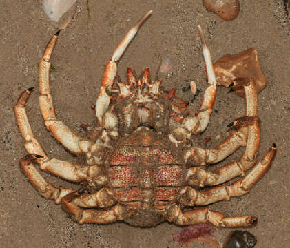 Image of Atlantic spider crab