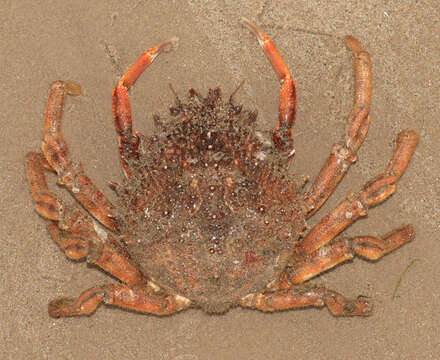 Image of Atlantic spider crab