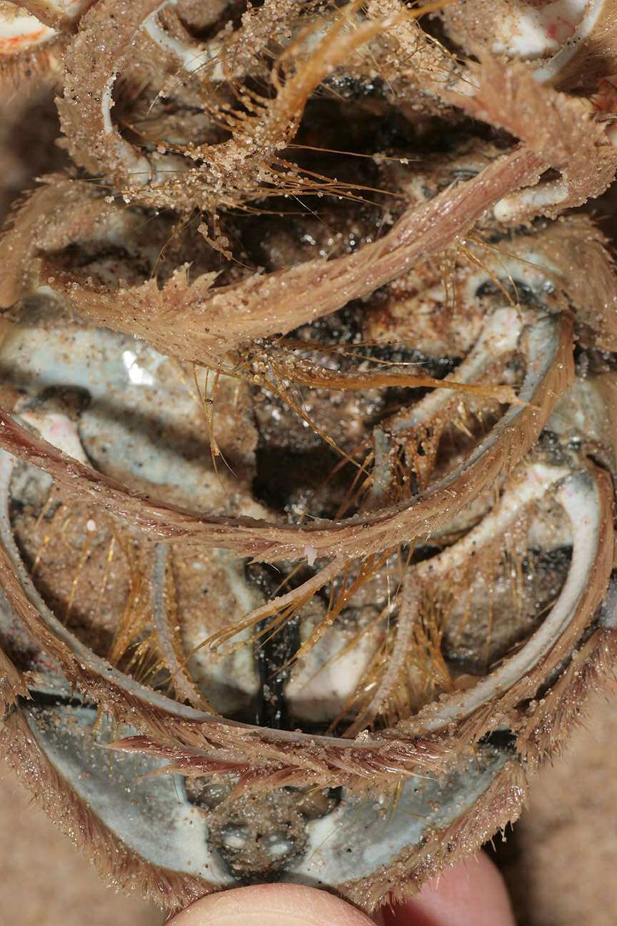 Image of Atlantic spider crab