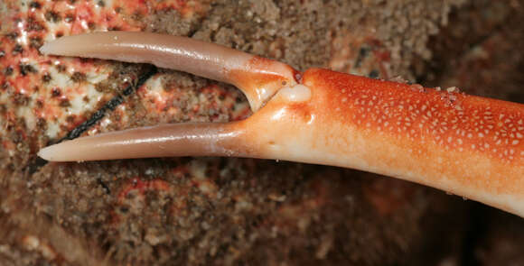 Image of Atlantic spider crab