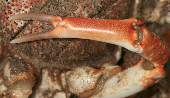 Image of Atlantic spider crab