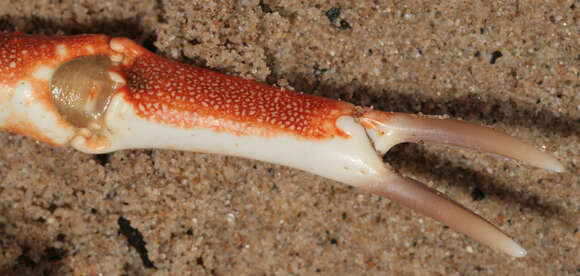 Image of Atlantic spider crab