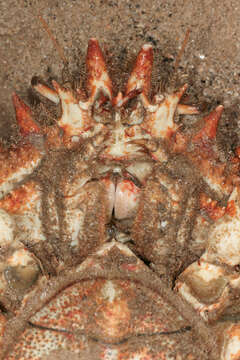 Image of Atlantic spider crab