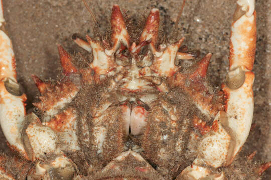 Image of Atlantic spider crab