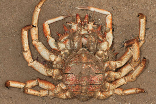 Image of Atlantic spider crab