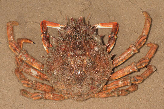 Image of Atlantic spider crab