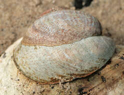 Crepidula fornicata (Linnaeus 1758) resmi