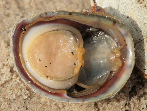 Image of Common slipper shell