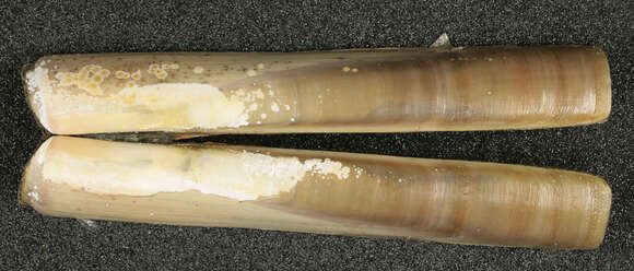 Image of Grooved Razor Shell