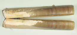 Image of Grooved Razor Shell