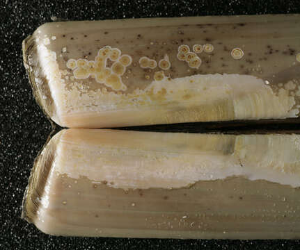 Image of Grooved Razor Shell