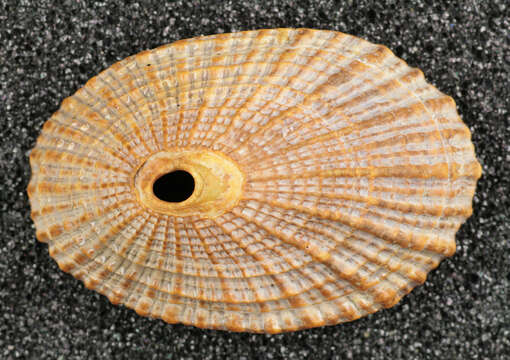 Image of Common Keyhole Limpet