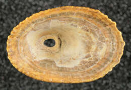 Image of Common Keyhole Limpet