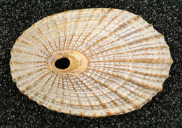 Image of Common Keyhole Limpet