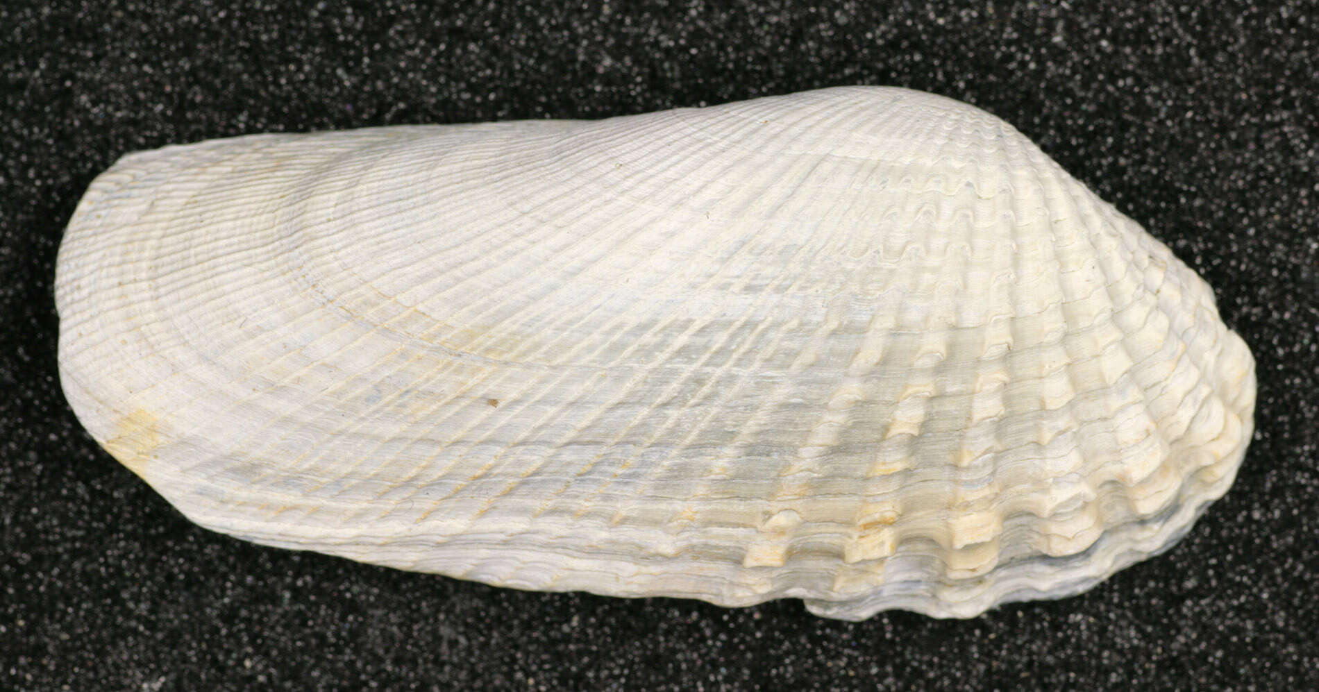 Image of Petricolaria Stoliczka 1870