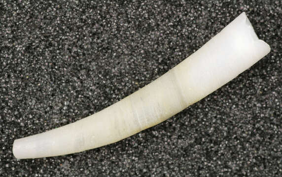 Image of common elephant's tusk