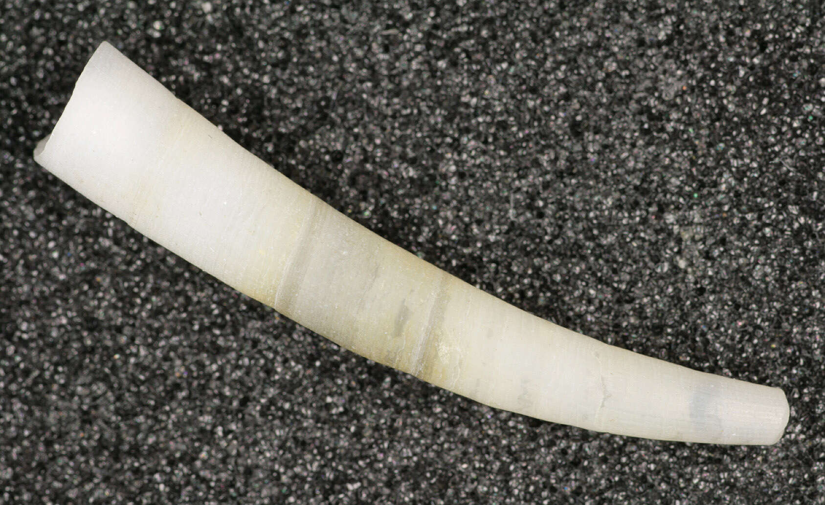 Image of common elephant's tusk