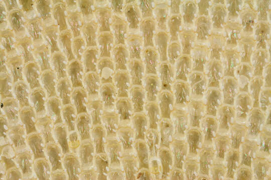 Image of leafy bryozoan