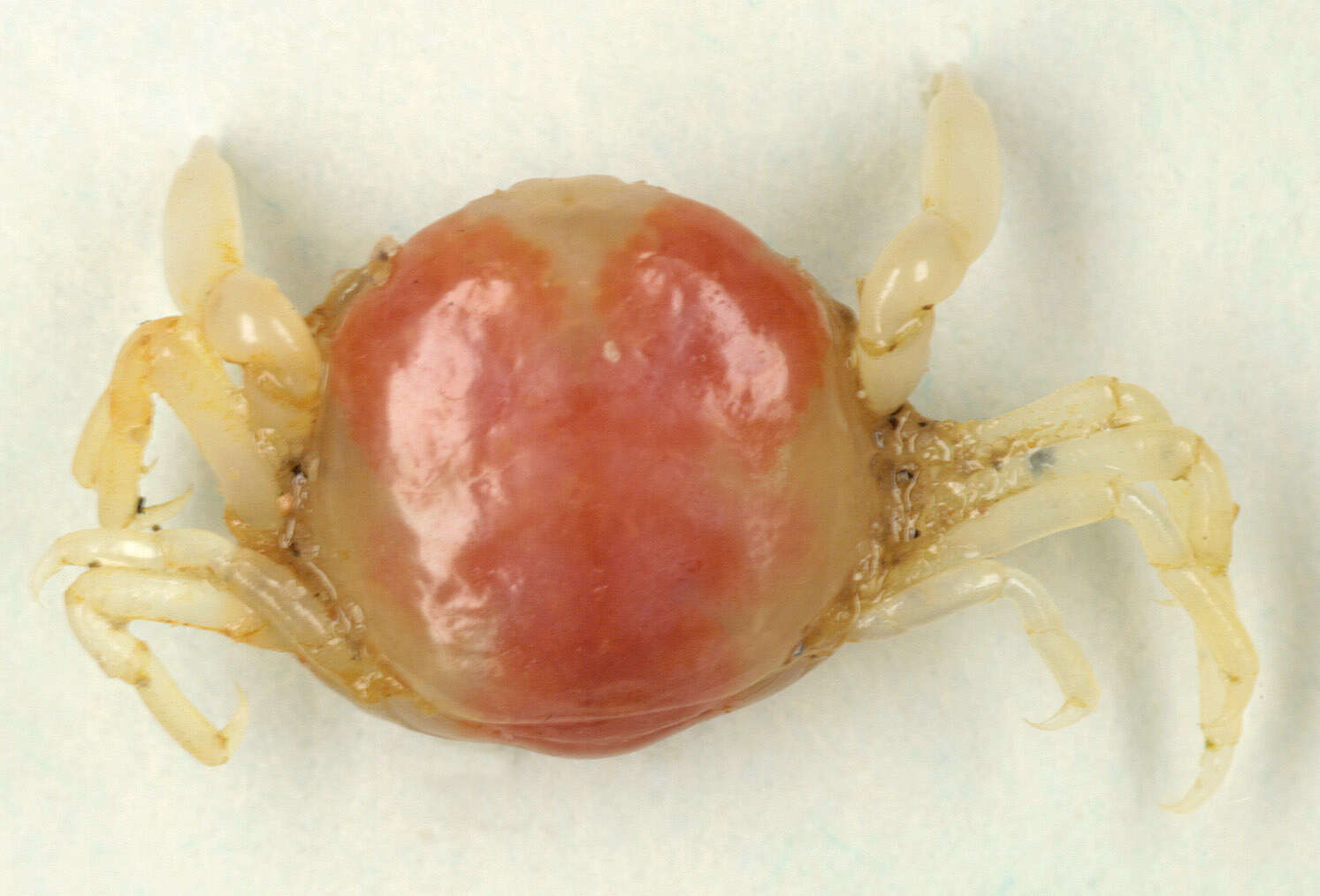 Image of Pea crab