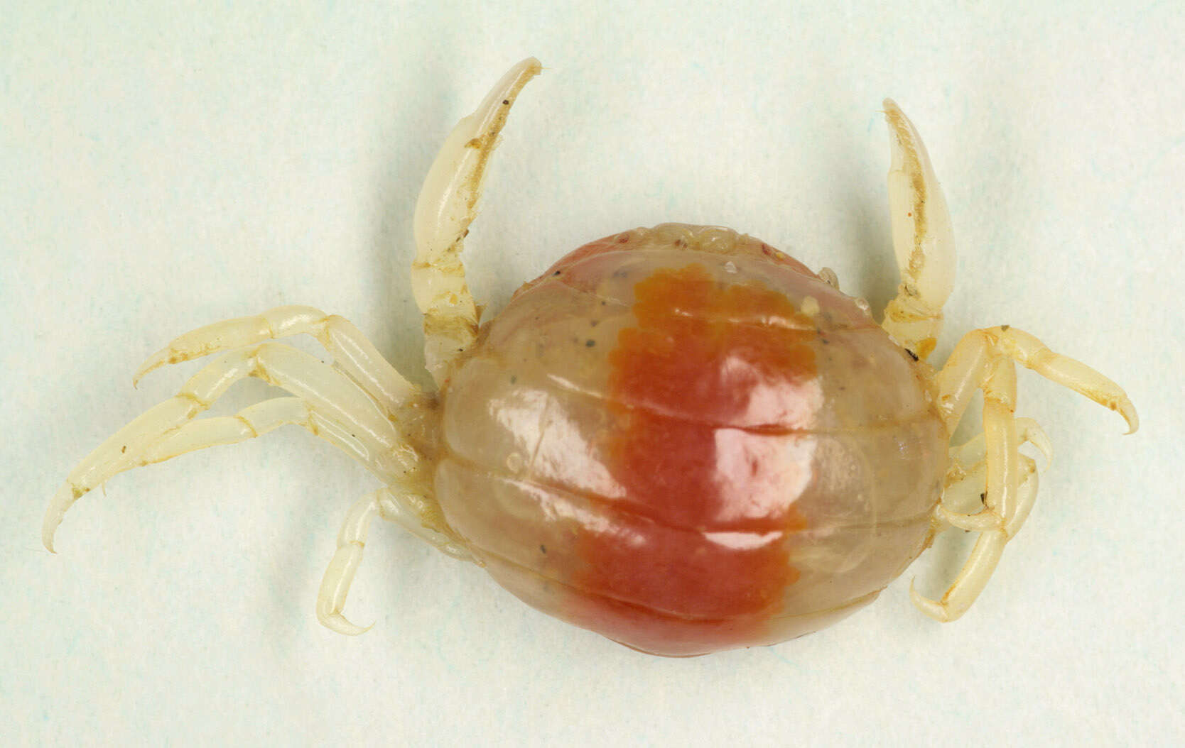 Image of Pea crab