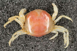 Image of Pea crab