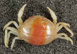 Image of Pea crab