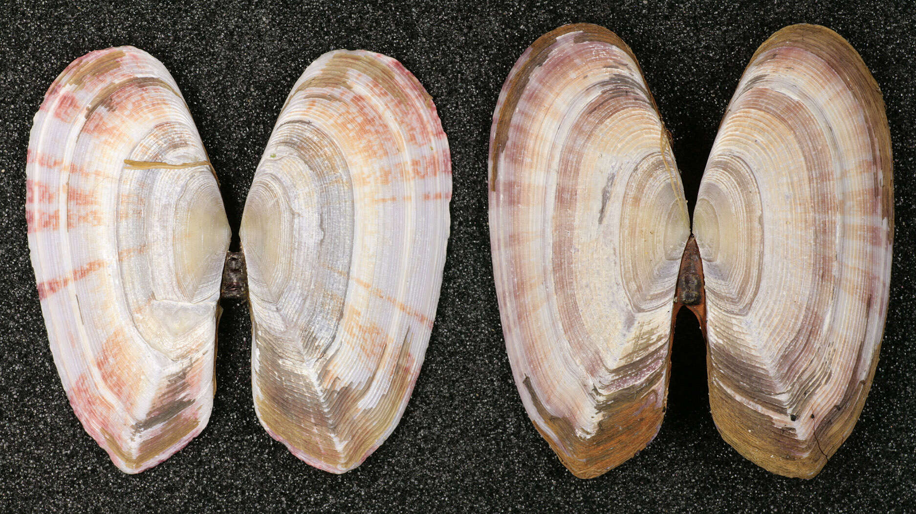 Image of Faroe sunset shell