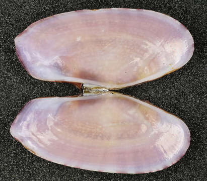 Image of Faroe sunset shell