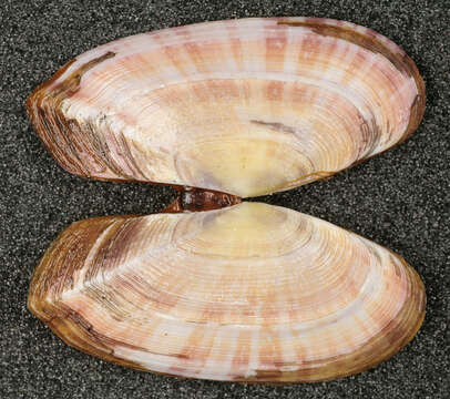 Image of Faroe sunset shell