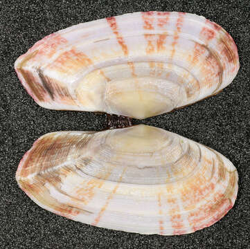 Image of Faroe sunset shell