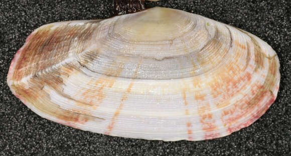 Image of Faroe sunset shell